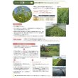 画像8: [緑肥]　チャガラシ　辛神　500g　雪印種苗(株) (8)