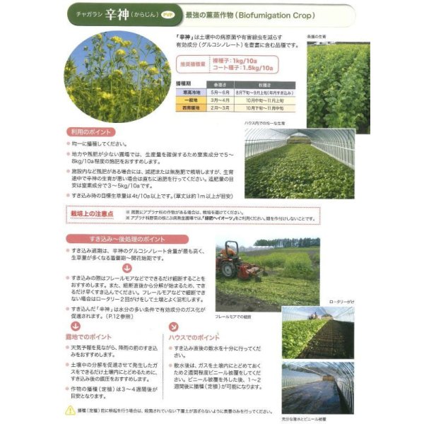 画像8: [緑肥]　チャガラシ　辛神　500g　雪印種苗(株) (8)