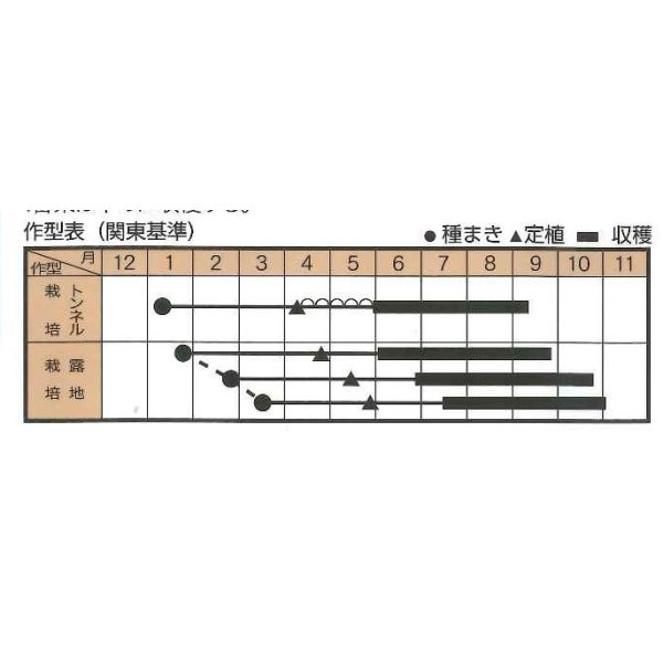 画像2: [なす]　カレーなインド　20粒　トキタ種苗（株） (2)