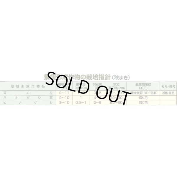 画像5: [景観形成作物]　菜の花　500g　カネコ種苗（株） (5)