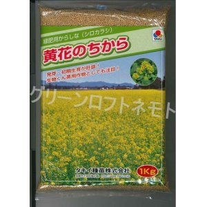 画像: [緑肥]　からしな　黄花のちから　 1kg　タキイ種苗（株）