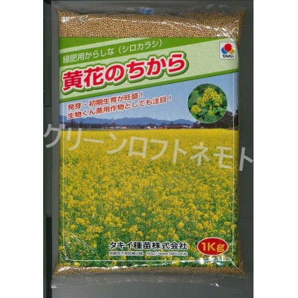 画像1: [緑肥]　からしな　黄花のちから　 1kg　タキイ種苗（株） (1)