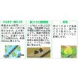 画像2: 送料無料　[レタス]　キングクラウン　約550粒　(株)サカタのタネ　実咲350（003025） (2)