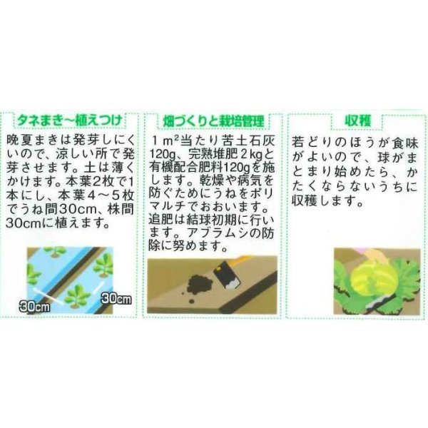画像2: 送料無料　[レタス]　キングクラウン　約550粒　(株)サカタのタネ　実咲350（003025） (2)