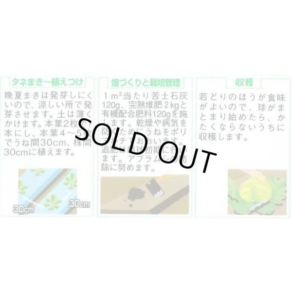 画像2: 送料無料　[レタス]　キングクラウン　約550粒　(株)サカタのタネ　実咲350（003025） (2)