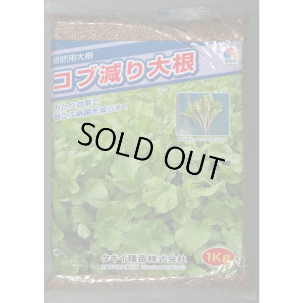 画像1: [緑肥] 大根 コブ減り大根 1kg タキイ種苗(株) (1)