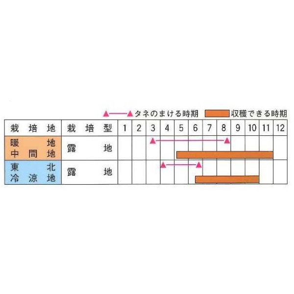 画像3: [キュウリ]　ときわ光明　20粒　（株）（株）ときわ研究場 (3)