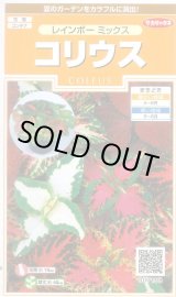 画像: 送料無料　花の種　コリウス　レインボーミックス　約72粒　(株)サカタのタネ　実咲200（026332）