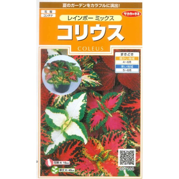 画像1: 花の種　コリウス　レインボーミックス　　約72粒　サカタのタネ（株）実咲200 (1)
