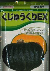 画像: 送料無料　[かぼちゃ]　くじゅうくりEX南瓜　1000粒　カネコ交配