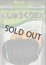 画像: 送料無料　[かぼちゃ]　くじゅうくりEX南瓜　1000粒　カネコ種苗（株）