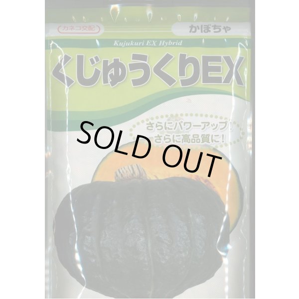 画像1: 送料無料　[かぼちゃ]　くじゅうくりEX南瓜　500粒　カネコ種苗（株） (1)