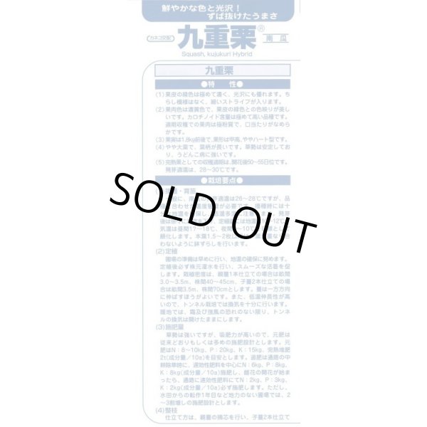 画像4: 送料無料　[かぼちゃ]　九重栗　1000粒　カネコ種苗（株） (4)