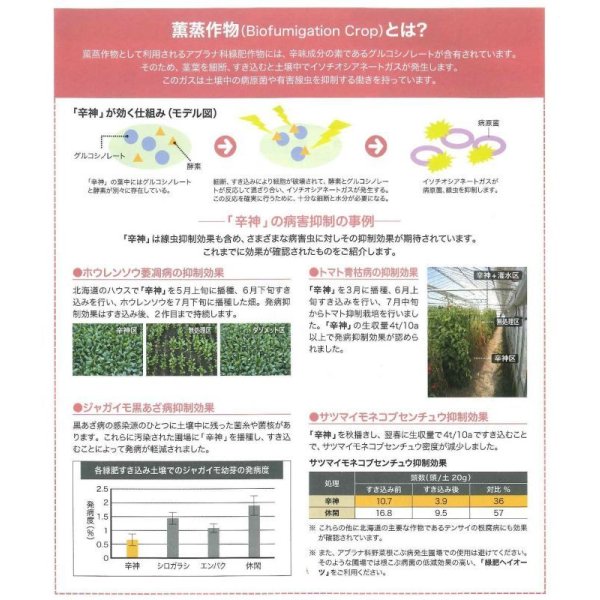 画像7: [緑肥]　チャガラシ　辛神　500g　雪印種苗(株) (7)