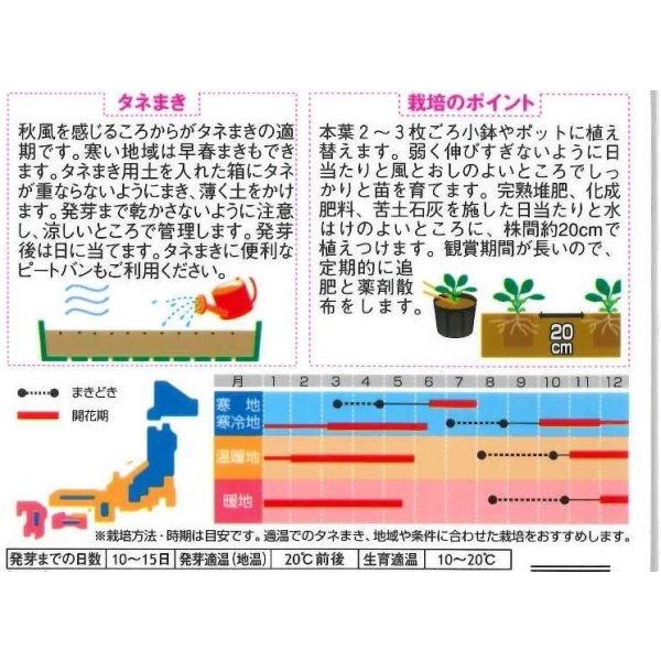 画像2: 送料無料　花の種　パンジー　パシオ　クリアイエロー　約34粒　(株)サカタのタネ　実咲350（026137） (2)