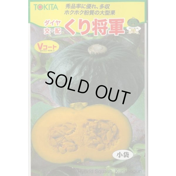 画像1: 送料無料　[かぼちゃ]　くり将軍　100粒　トキタ種苗(株) (1)