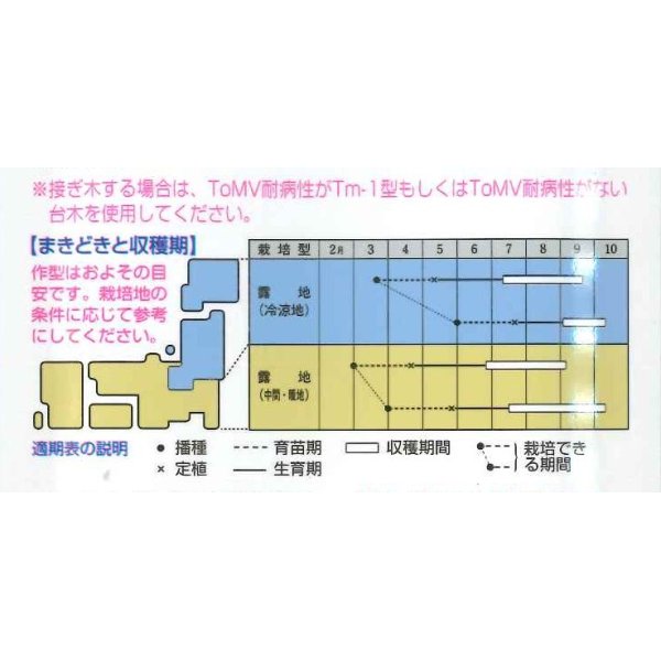 画像2: [トマト]　強力米寿　1000粒　タキイ種苗（株） (2)