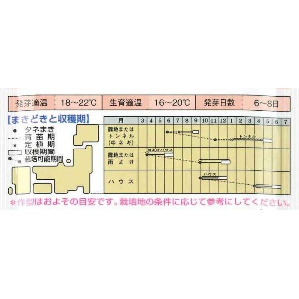 画像3: シーダー種子　ネギ　京千緑　1粒×1cm間隔×300ｍ (3)