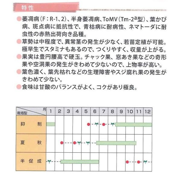 画像4: [トマト]　送料無料！　マイロック　1000粒　サカタのタネ（株） (4)