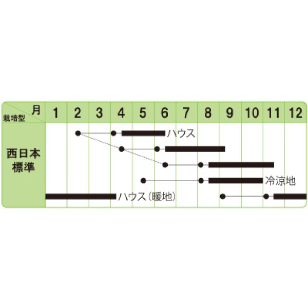 画像3: [ハーブの種]　コリアンダー　パクチー　晩抽系　1dl（およそ3600粒）　中原採種場（株） (3)