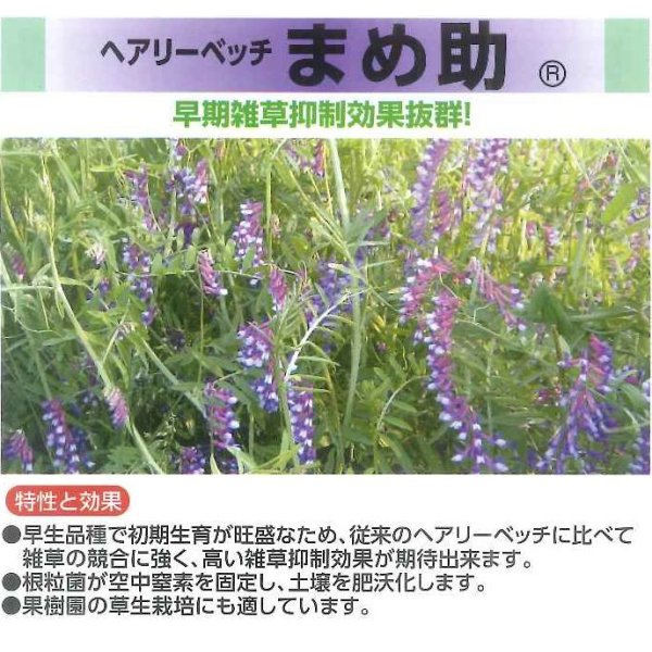 画像5: [緑肥]　ヘアリーベッチ　まめ助　1kg　雪印種苗(株) (5)