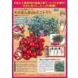画像2: [トマト/ミニトマト]　そのまんまdeミニトマト（マンマミーア）　15粒　ナント種苗（株） (2)