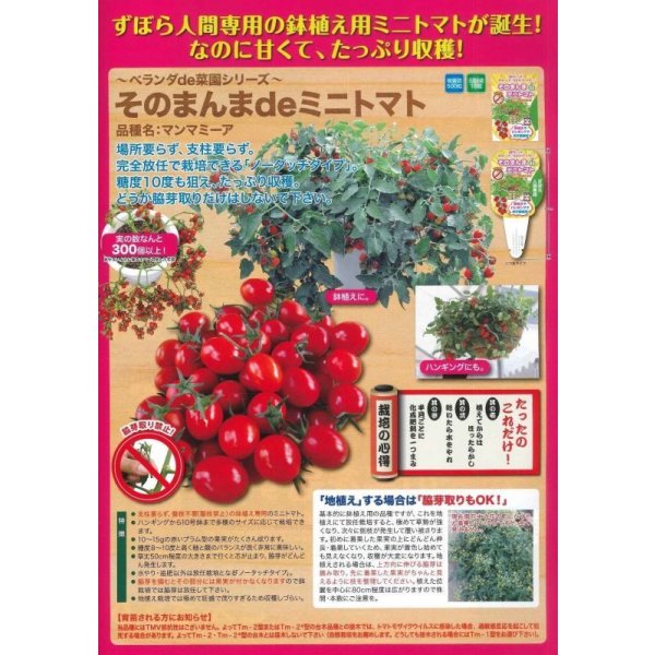 画像2: [トマト/ミニトマト]　そのまんまdeミニトマト（マンマミーア）　15粒　ナント種苗（株） (2)