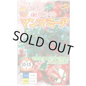画像: [トマト/ミニトマト]　そのまんまdeミニトマト（マンマミーア）　15粒　ナント種苗（株）