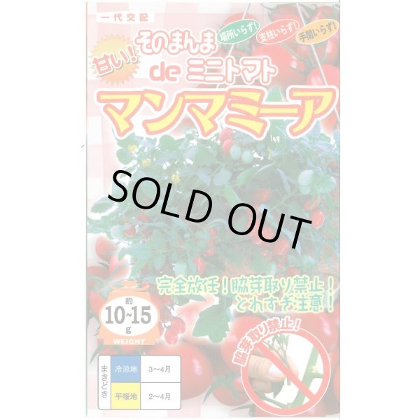 画像1: [トマト/ミニトマト]　そのまんまdeミニトマト（マンマミーア）　15粒　ナント種苗（株） (1)