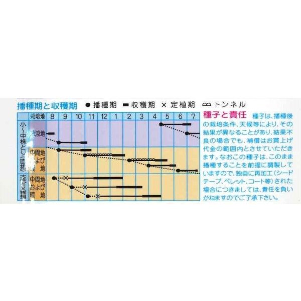 画像2: 送料無料　京野菜　みぶな(晩生種)　7ml　(株)タカヤマシード (2)