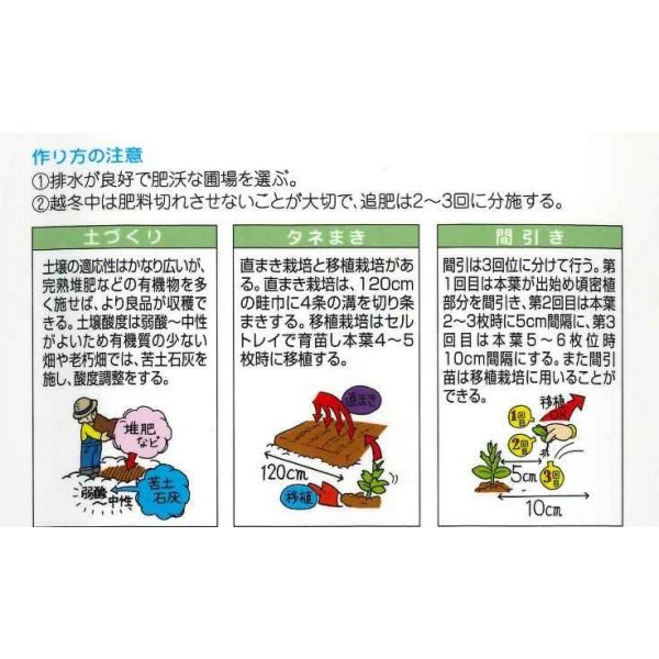 画像3: 送料無料　京野菜　みぶな(晩生種)　7ml　(株)タカヤマシード (3)