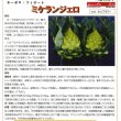 画像3: [イタリア野菜]　ミケランジェロ　５０粒   トキタ種苗（株） (3)