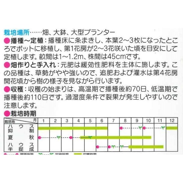 画像2: [トマト/ミニトマト]　ミニキャロル　5ｍｌ　サカタのタネ（株） (2)