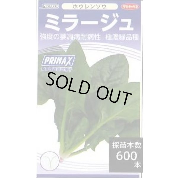 画像2: 送料無料　[ほうれんそう]　ミラージュ　約750粒　(株)サカタのタネ　実咲250（003007） (2)