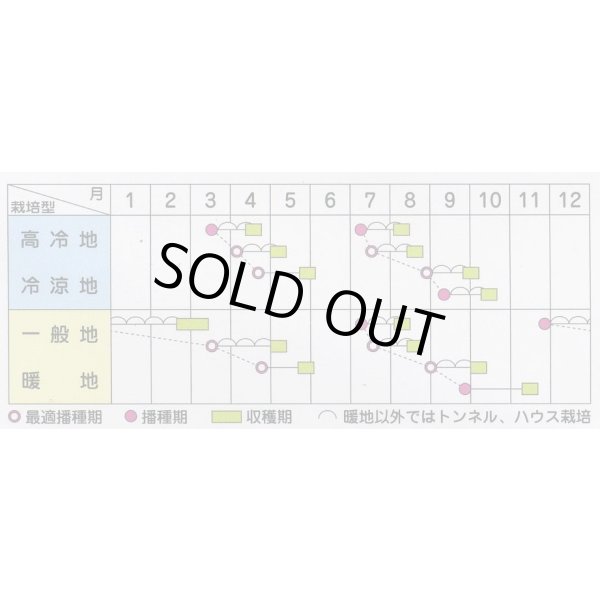 画像3: [シーダー種子]　ほうれんそう　ミラージュ　1粒×5cm間隔 (3)