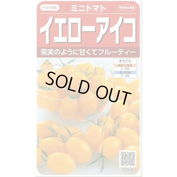 画像1: [トマト/ミニトマト] イエローアイコ 13粒 (株)サカタのタネ実咲550(002823) (1)