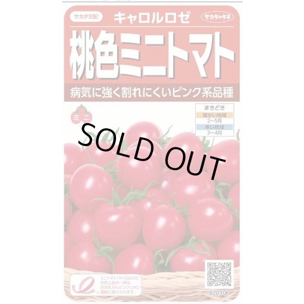 画像1: 送料無料　[トマト/ミニトマト]　キャロルロゼ(すずなりピンク)13粒　(株)サカタのタネ実咲550（002825） (1)
