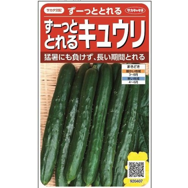 画像1: 送料無料　[キュウリ]　ずーっととれる　約16粒　(株)サカタのタネ　実咲550（002847） (1)