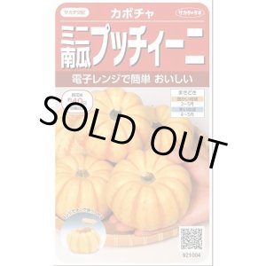 画像: 送料無料　[かぼちゃ]　プッチィーニ　7粒　(株)サカタのタネ　実咲450（002870）