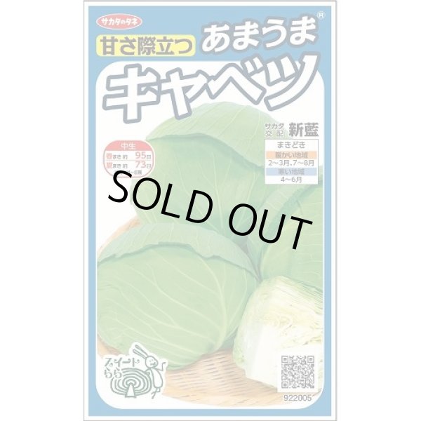 画像1: 送料無料　[キャベツ]　新藍　約65粒　(株)サカタのタネ　実咲450（002914） (1)