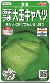 画像: 送料無料　[キャベツ]　冬藍　　(株)サカタのタネ　実咲450（002918）