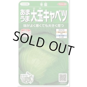 画像: 送料無料　[キャベツ]　冬藍　　(株)サカタのタネ　実咲450（002918）