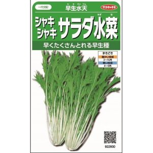 画像: [葉物]　みず菜　 早生水天　約1200粒　サカタ交配　実咲