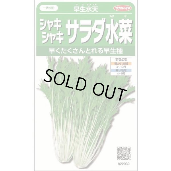 画像1: 送料無料　みず菜　早生水天　約1200粒　(株)サカタのタネ　実咲350（002964） (1)