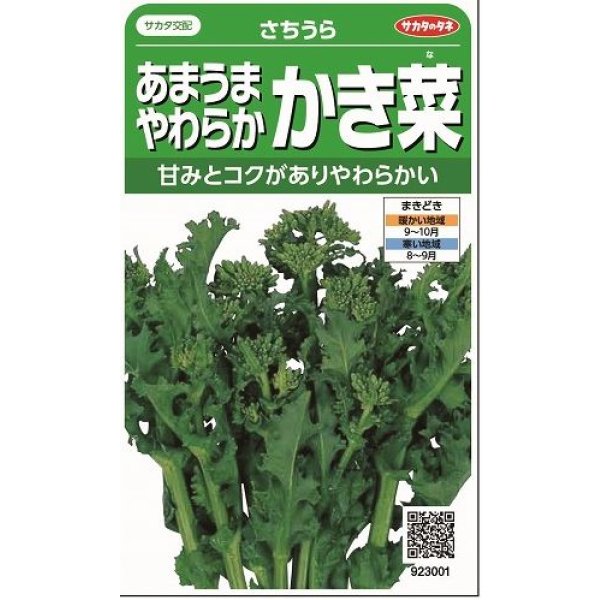 画像1: かき菜 さちうら 約800粒 (株)サカタのタネ 実咲350(002967) (1)