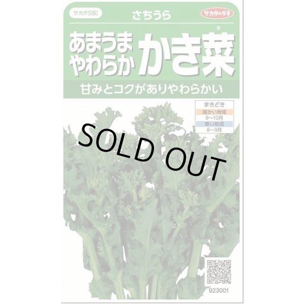 画像1: [葉物]　かき菜　さちうら　約800粒　サカタのタネ（株）　実咲300 (1)