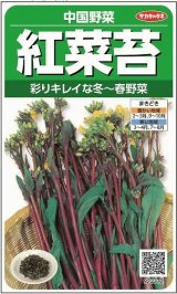 画像: 送料無料　紅菜苔　約2000粒　(株)サカタのタネ　実咲250（002995）