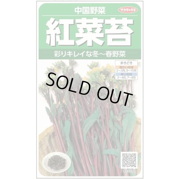 画像1: 送料無料　[中国野菜]　紅菜苔　約2000粒　(株)サカタのタネ　実咲250（002995） (1)