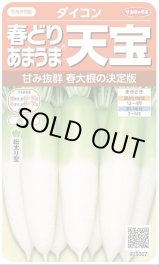 画像: 送料無料　[大根]　天宝　約130粒　(株)サカタのタネ　実咲450（003064）