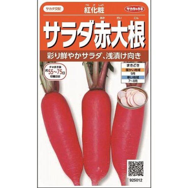 画像1: [大根] 紅化粧 約100粒 (株)サカタのタネ 実咲450(003069) (1)